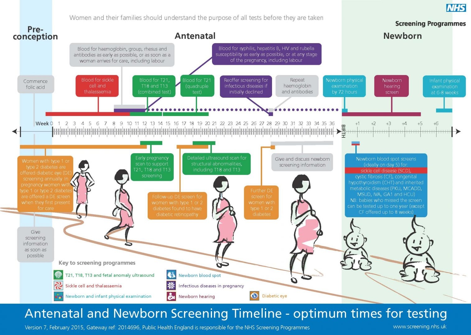 Antenatal screening timeline