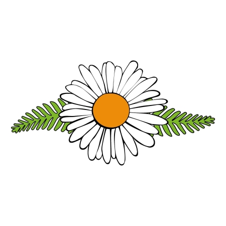 Camomile_infographic orange.jpg