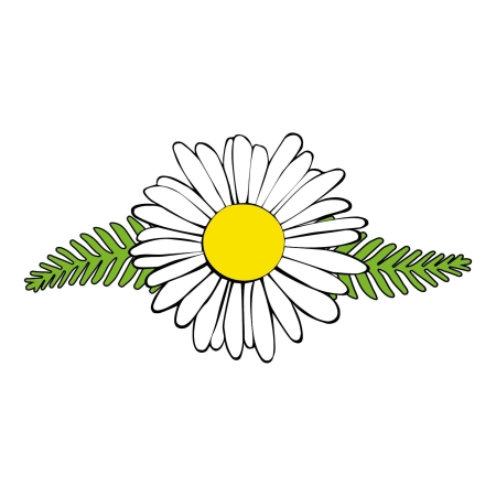 Camomile_infographic yellow.jpg